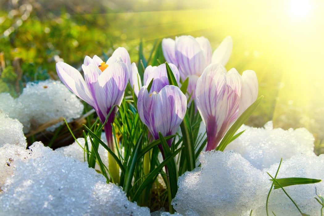 15 Gardening Tips for February