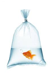 POLYBAG FISH 9"X31" 1500