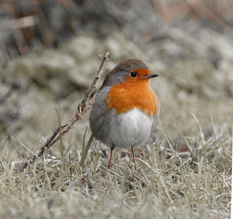 Wild bird seed and accessories